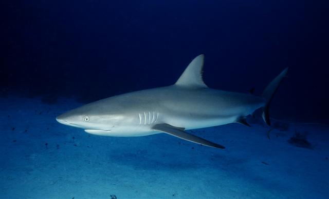 Caribbean Reef Shark