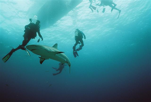 Caribbean Reef Shark