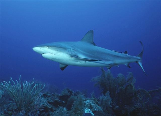 Caribbean Reef Shark