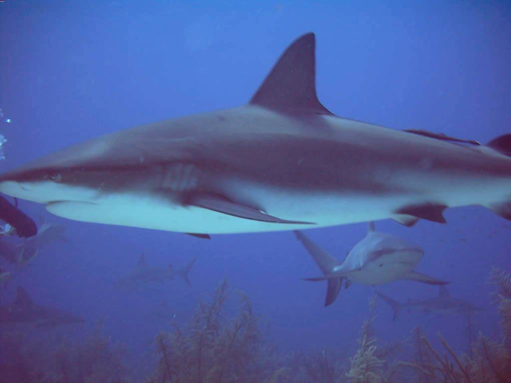 Caribbean Reef Sharks (Nassau, Bahamas 090104)