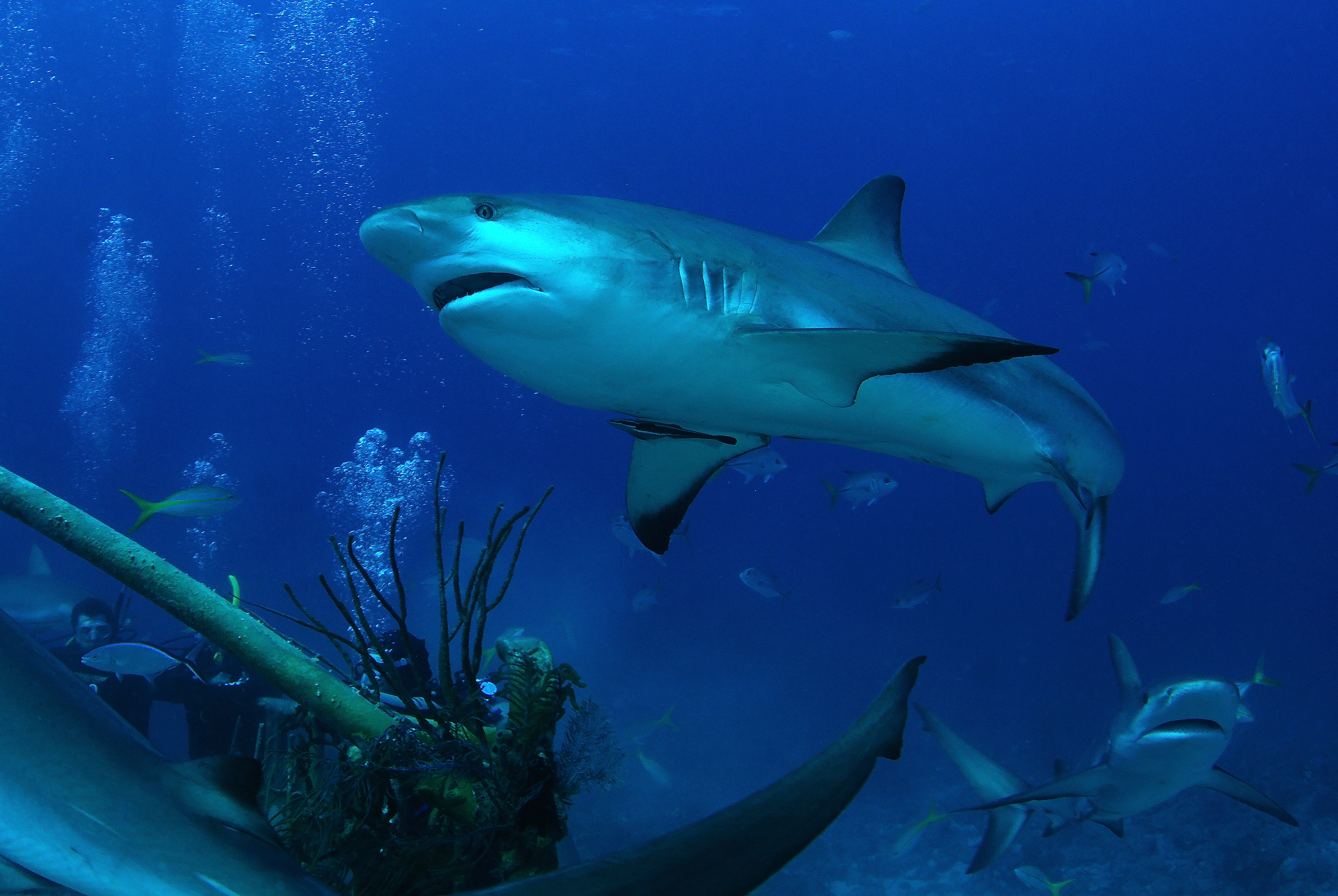 Caribbean Reef Sharks