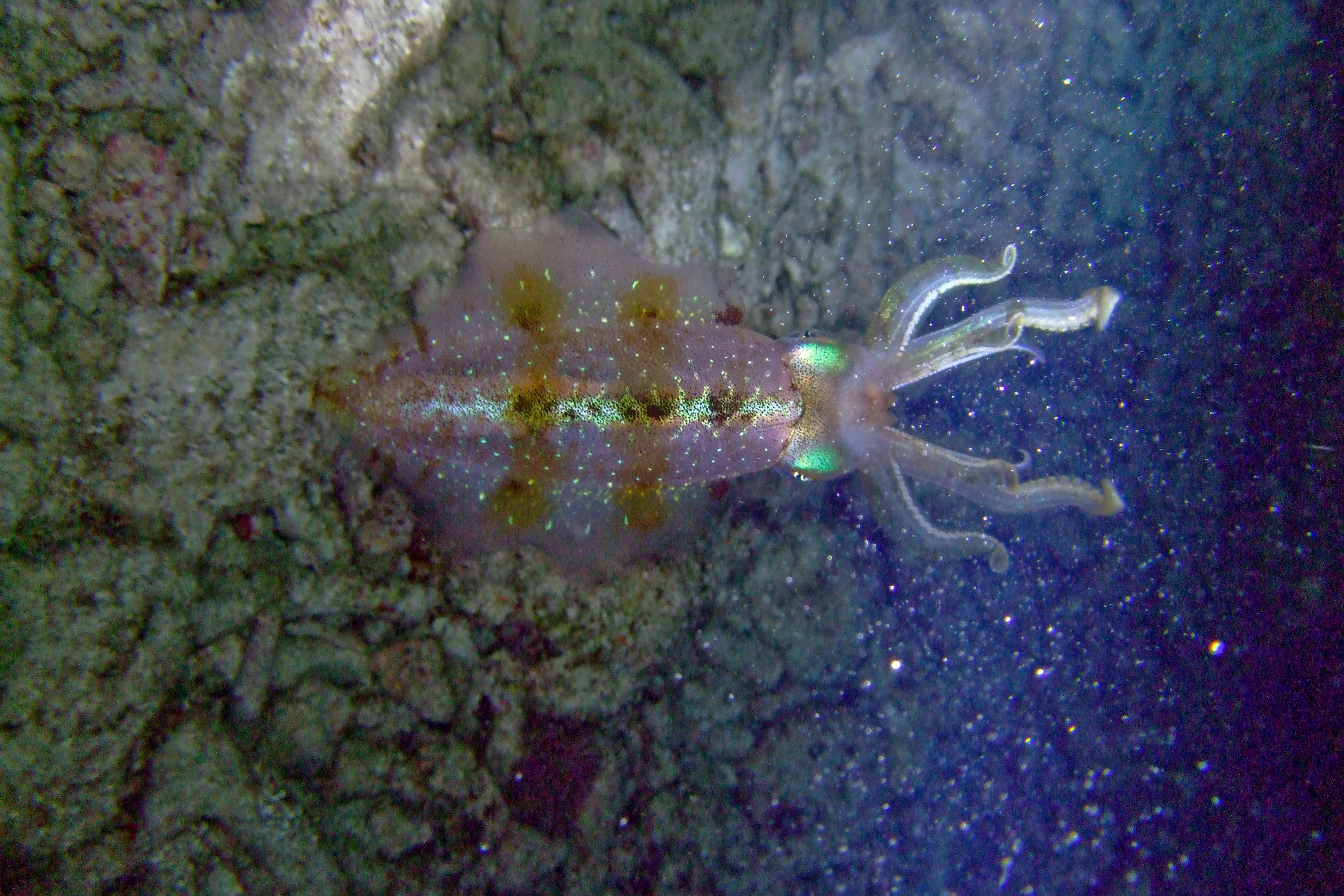 Caribbean Reef Squid in Key Largo