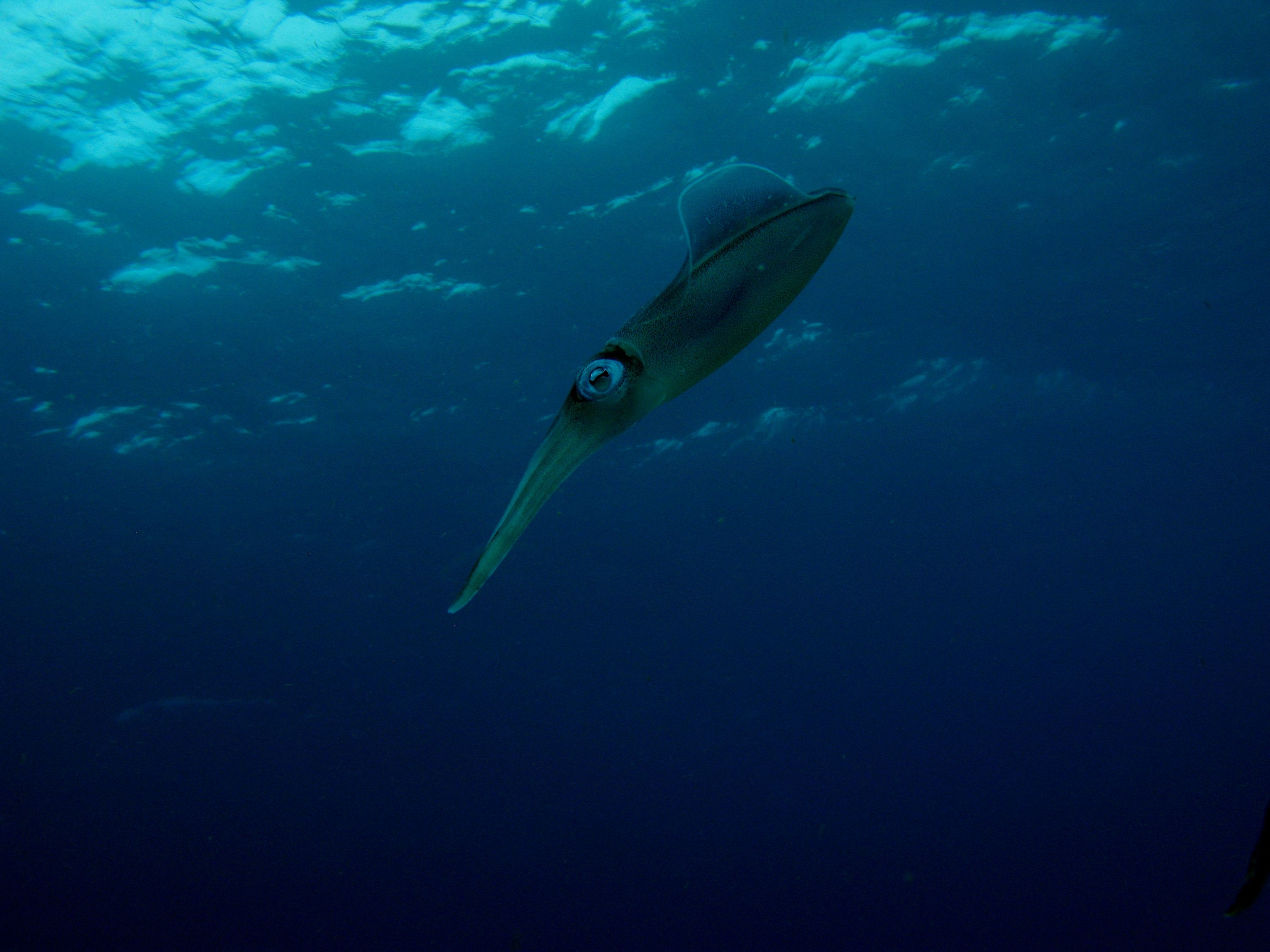 Caribbean Reef Squid