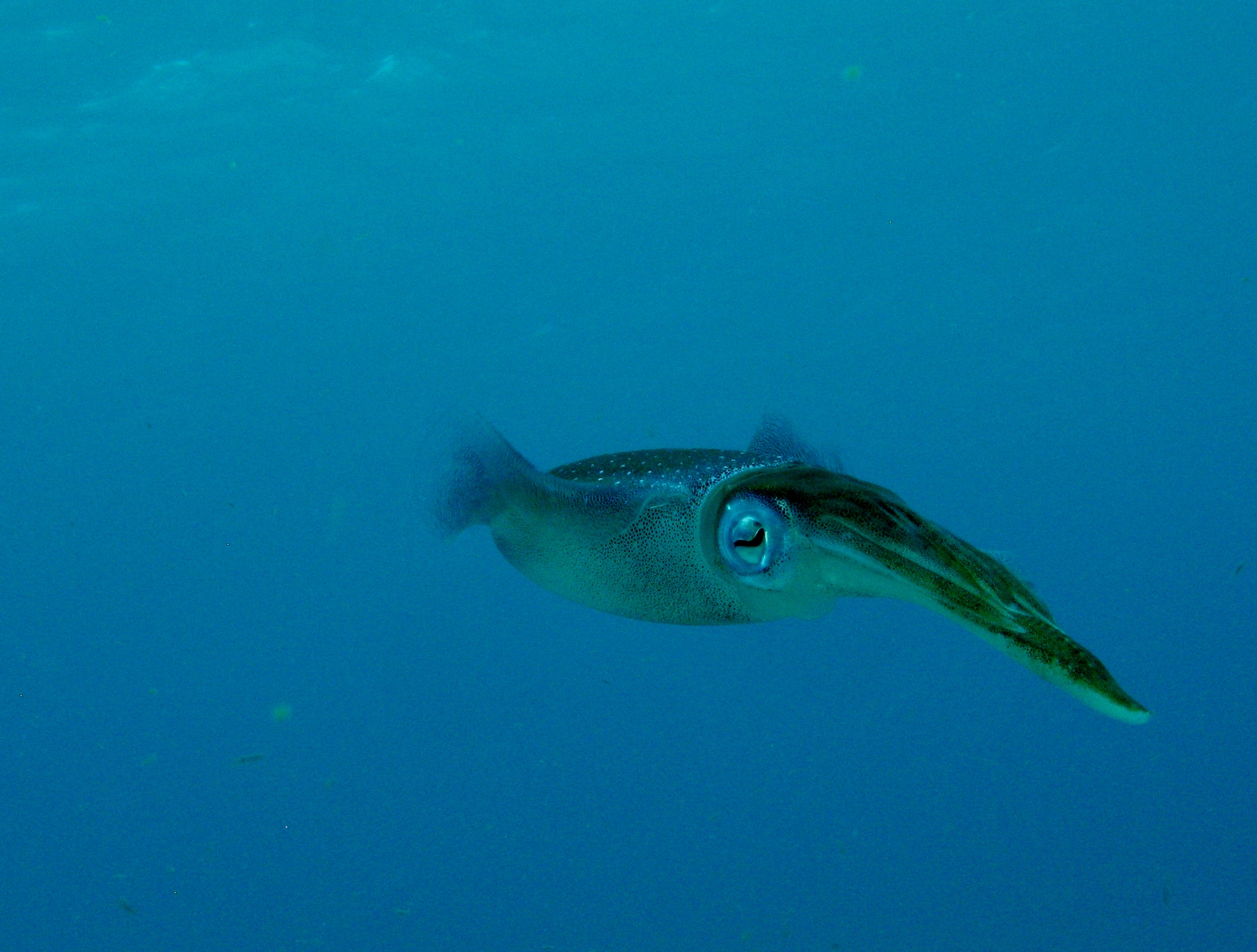 Caribbean Reef Squid