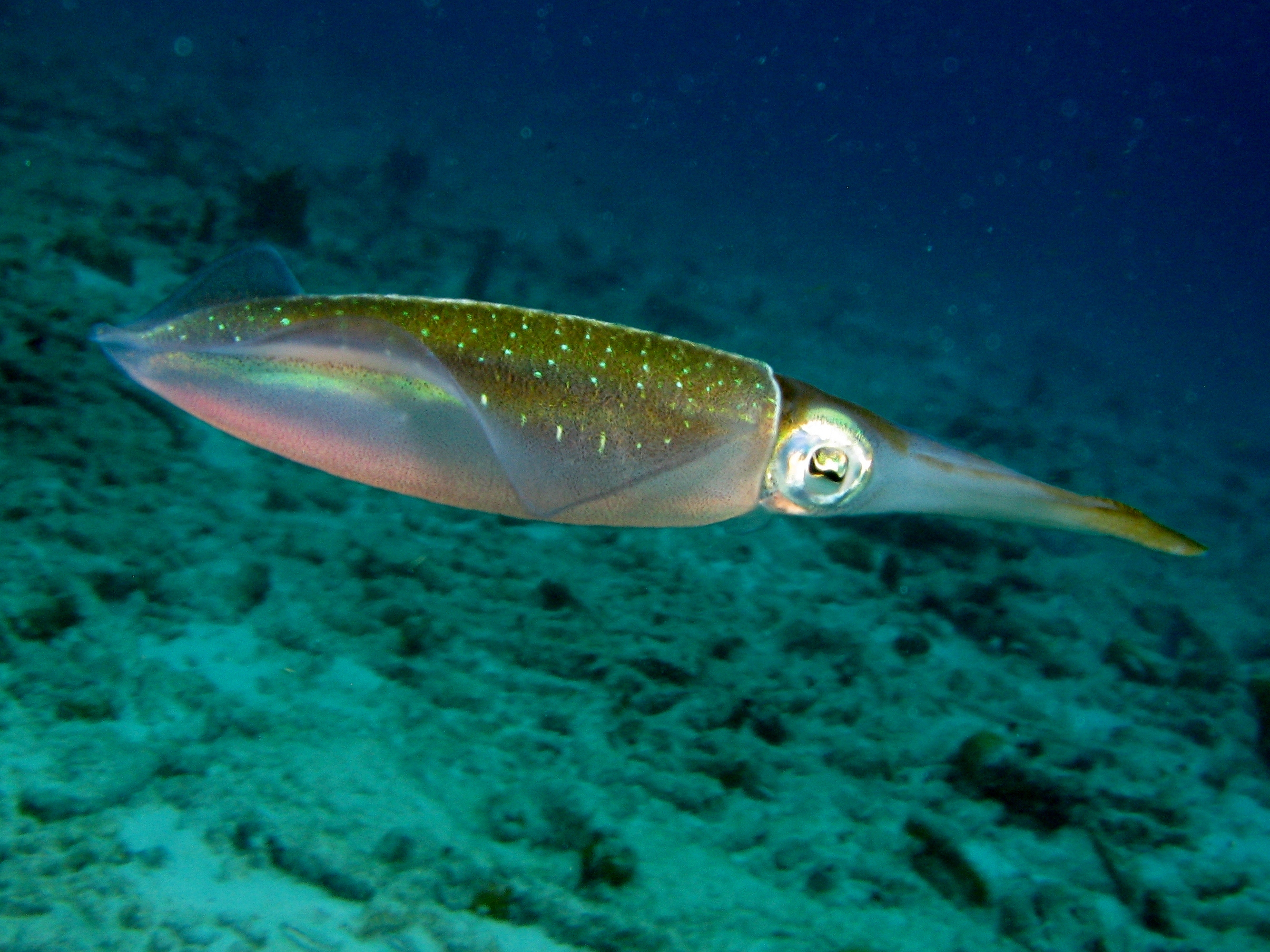 Caribbean Reef Squid