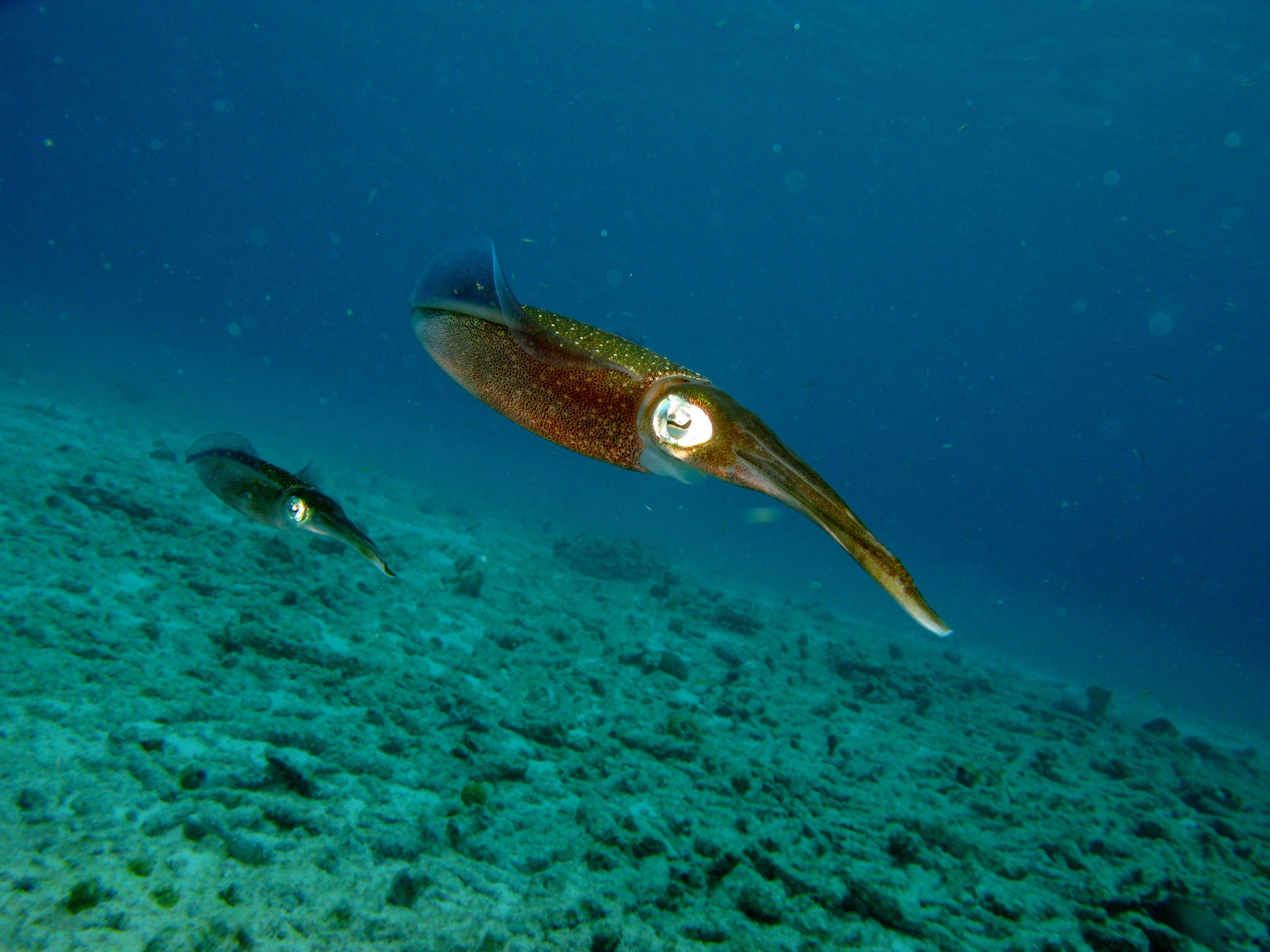 Caribbean Reef Squid