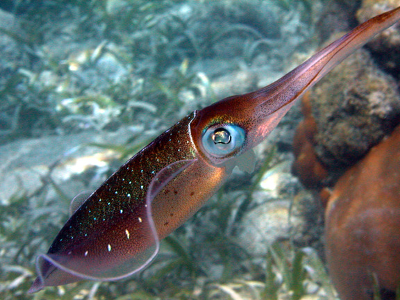 Caribbean Reef Squid