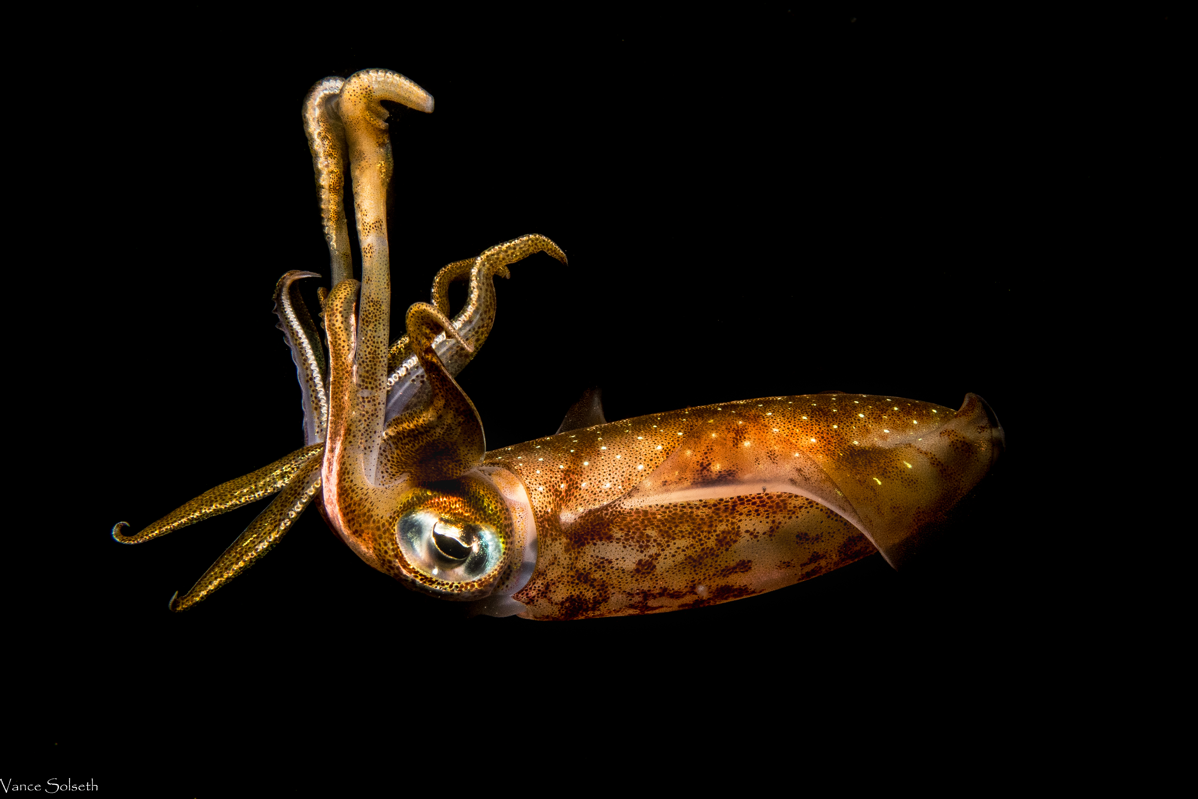 Caribbean Reef Squid