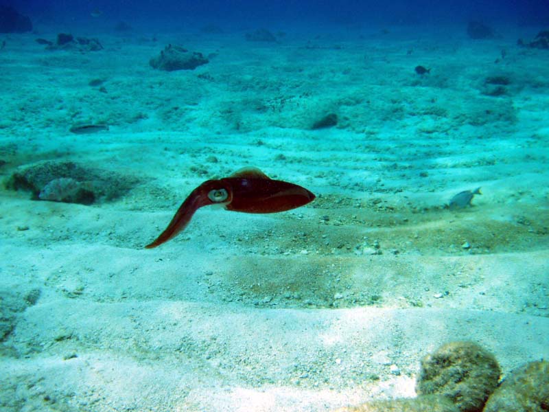 Caribbean Reef Squid