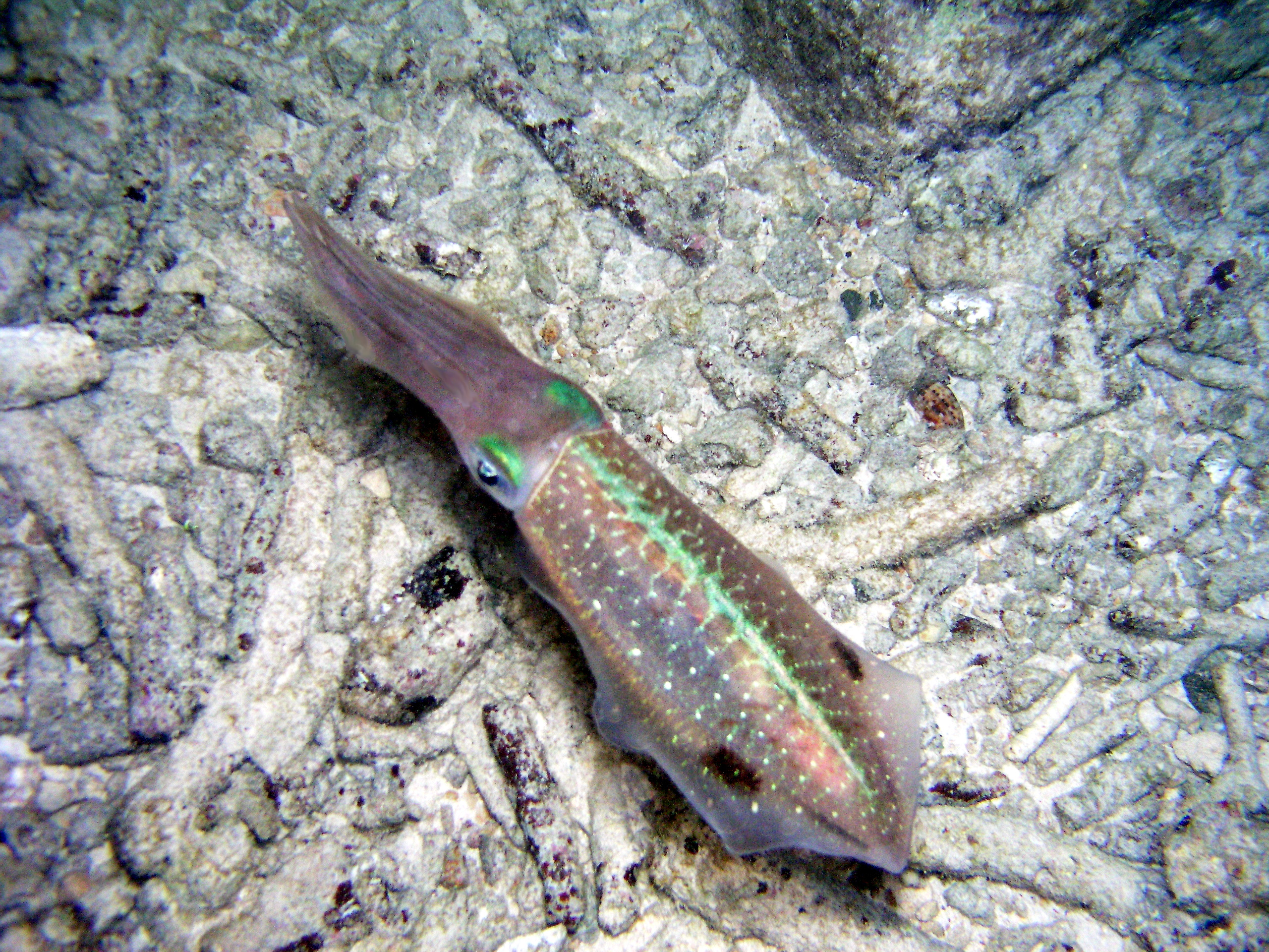 Caribbean Reef Squid