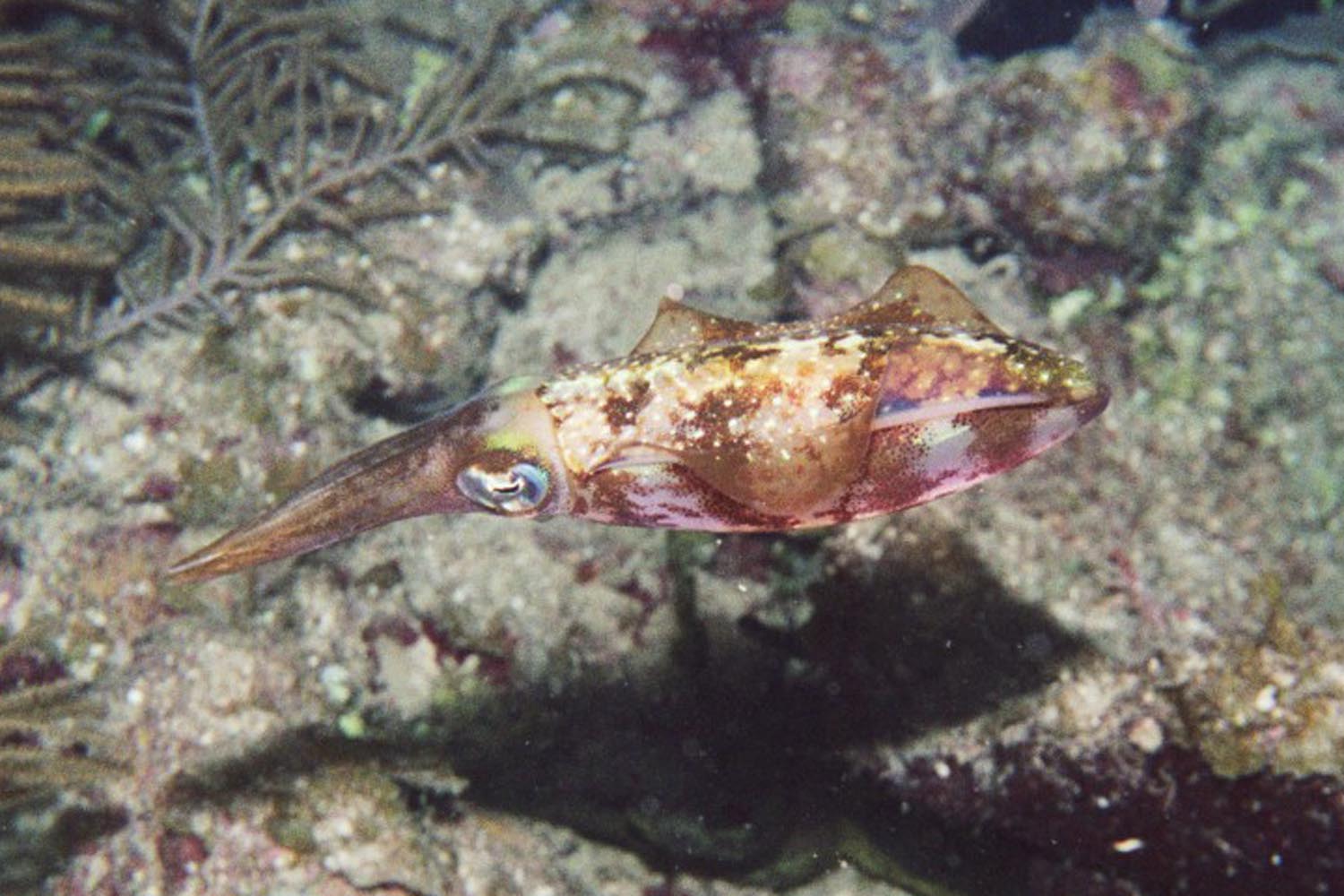 Caribbean Reef Squid