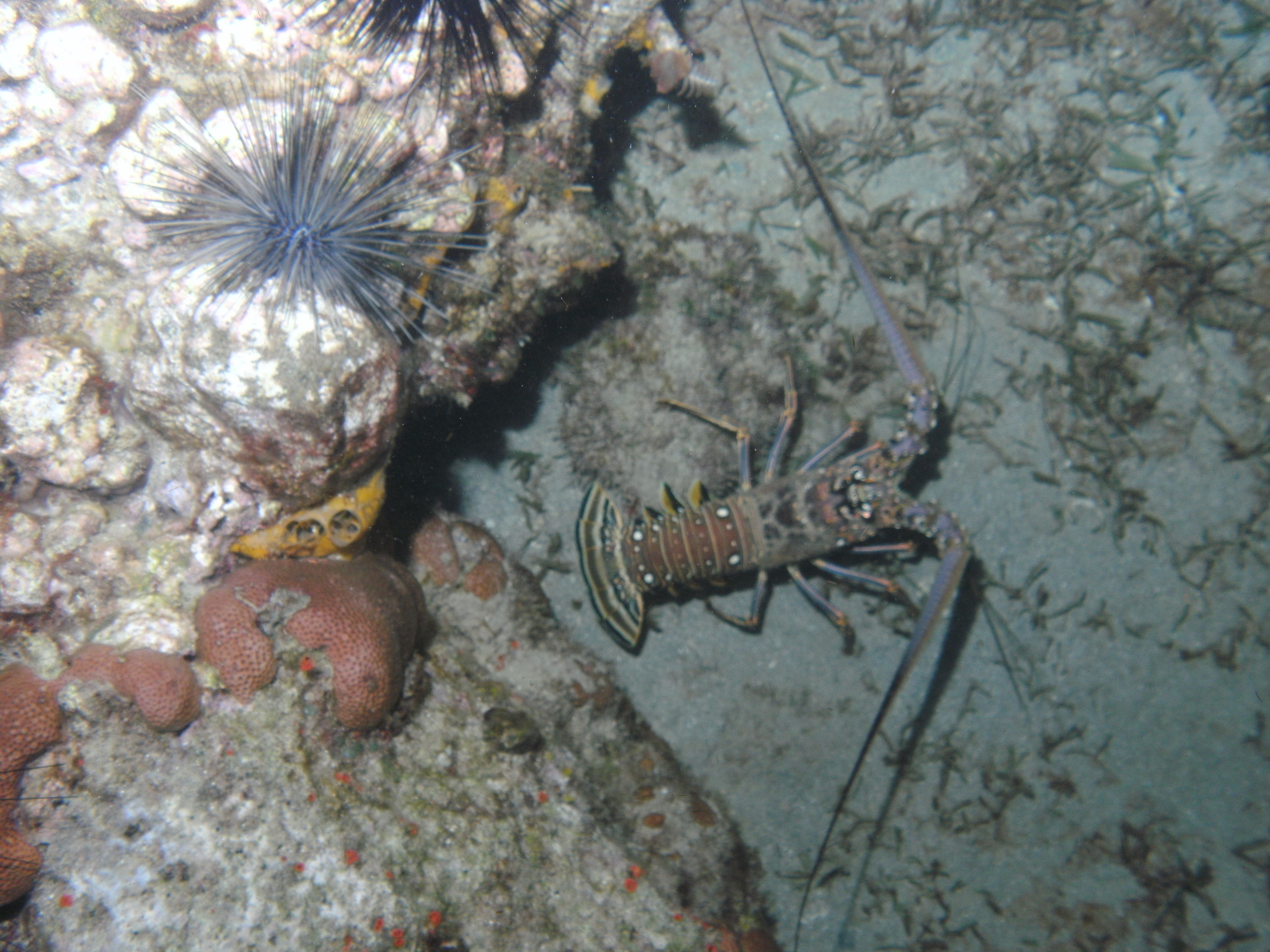 Caribbean Spiny Lobster (Panulinus argus)