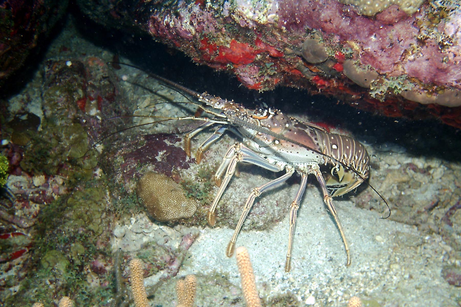 Caribbean Spiny Lobster