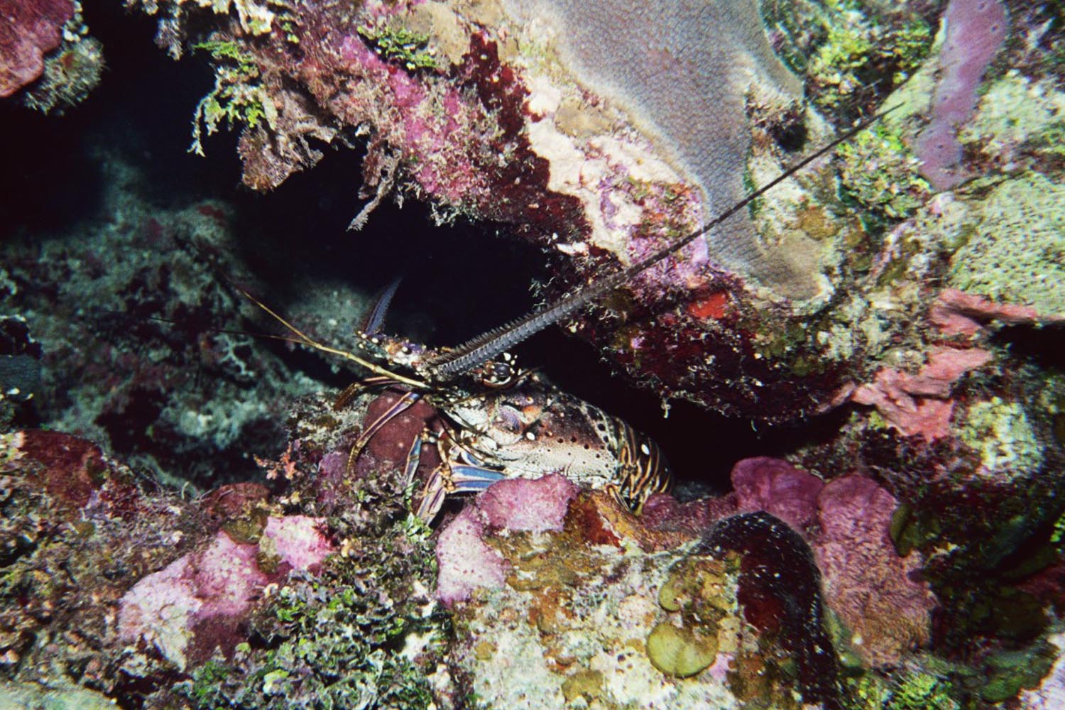 Caribbean Spiny Lobster