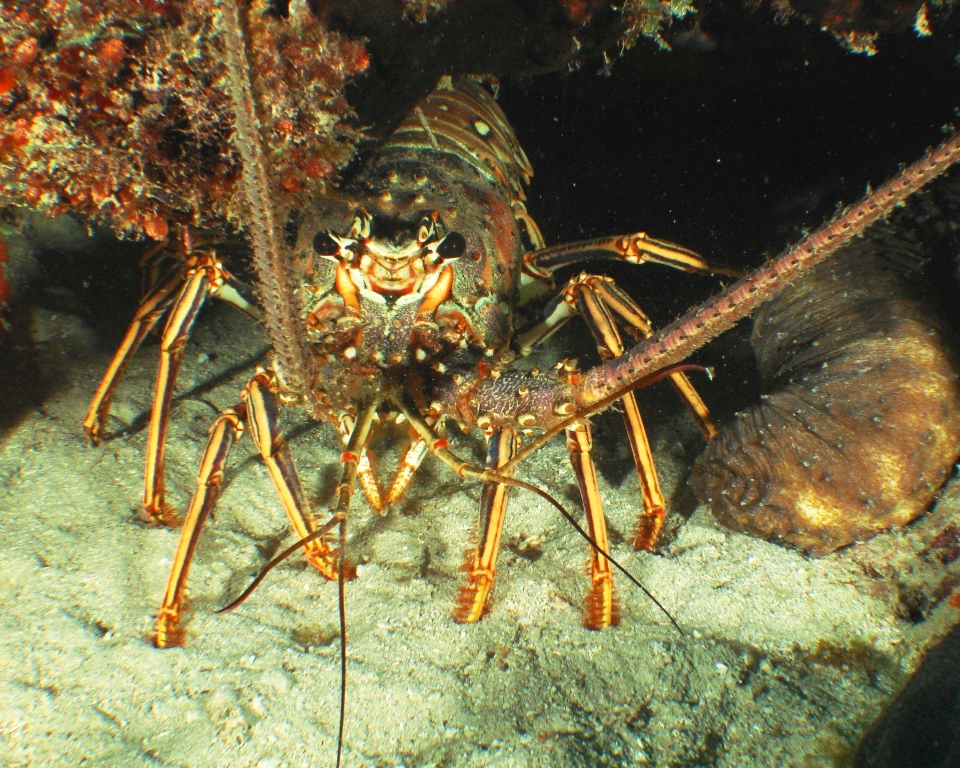 Caribbean Spiny Lobster