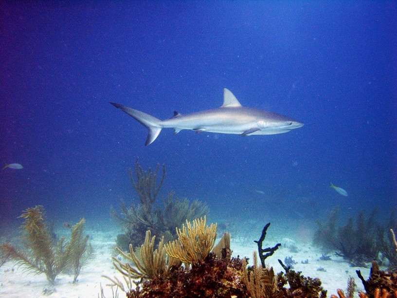 Caribbean_Reef_Shark_3