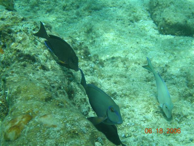 caribe blu shore dive