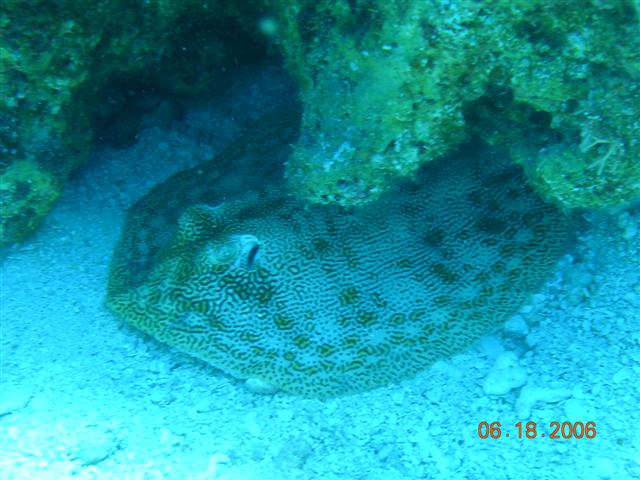 caribe blu shore dive