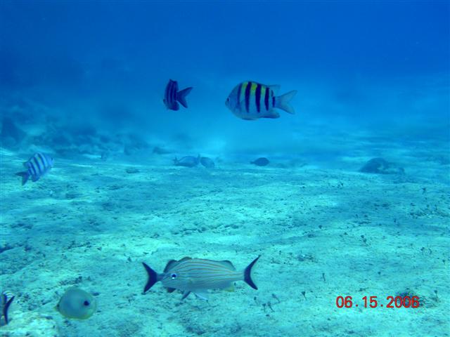 caribe blu shore dive