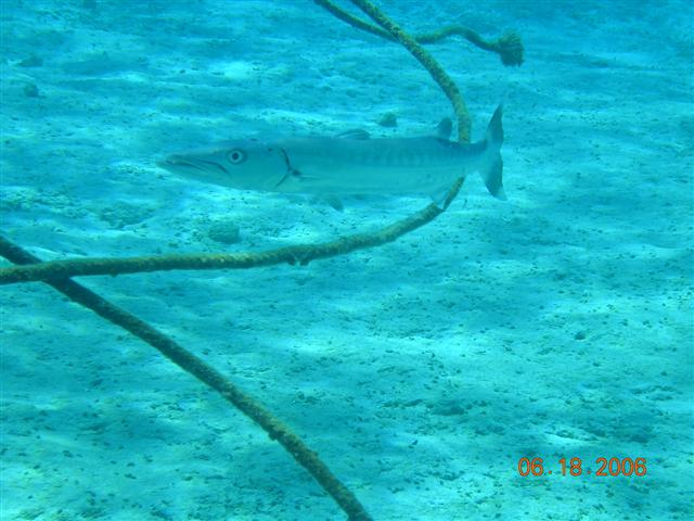 caribe blu shore dive