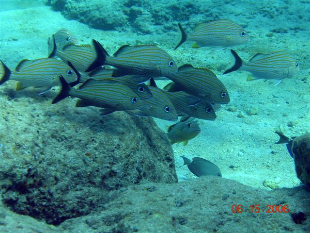 caribe blu shore dive