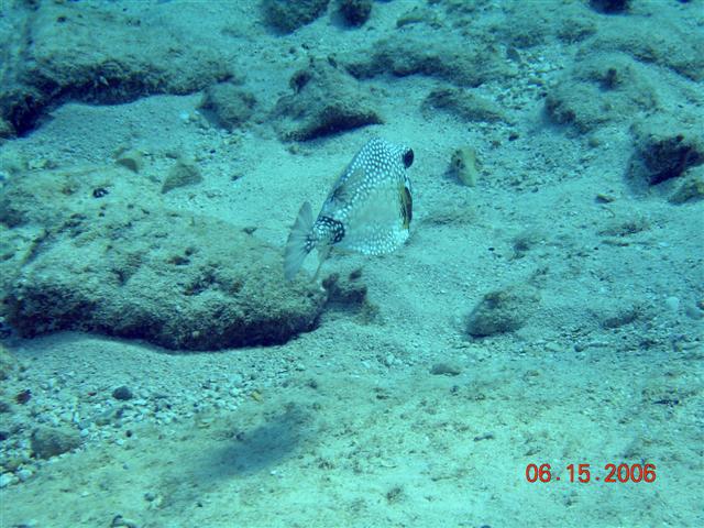 caribe blu shore dive