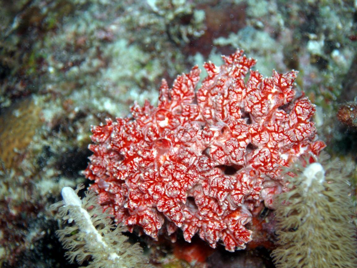 Carnation Coral or Pink Lumpy Sponge (I'm not sure).  If you know, leave me