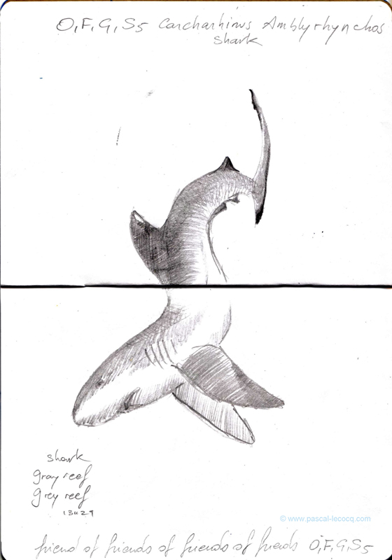 Carnet Bleu: Encyclopedia of...shark, vol.X p 18 - by Pascal