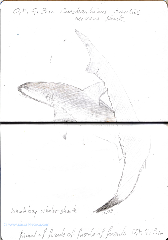 Carnet Bleu: Encyclopedia of…shark, vol.X p 26, pencil  - by Pascal