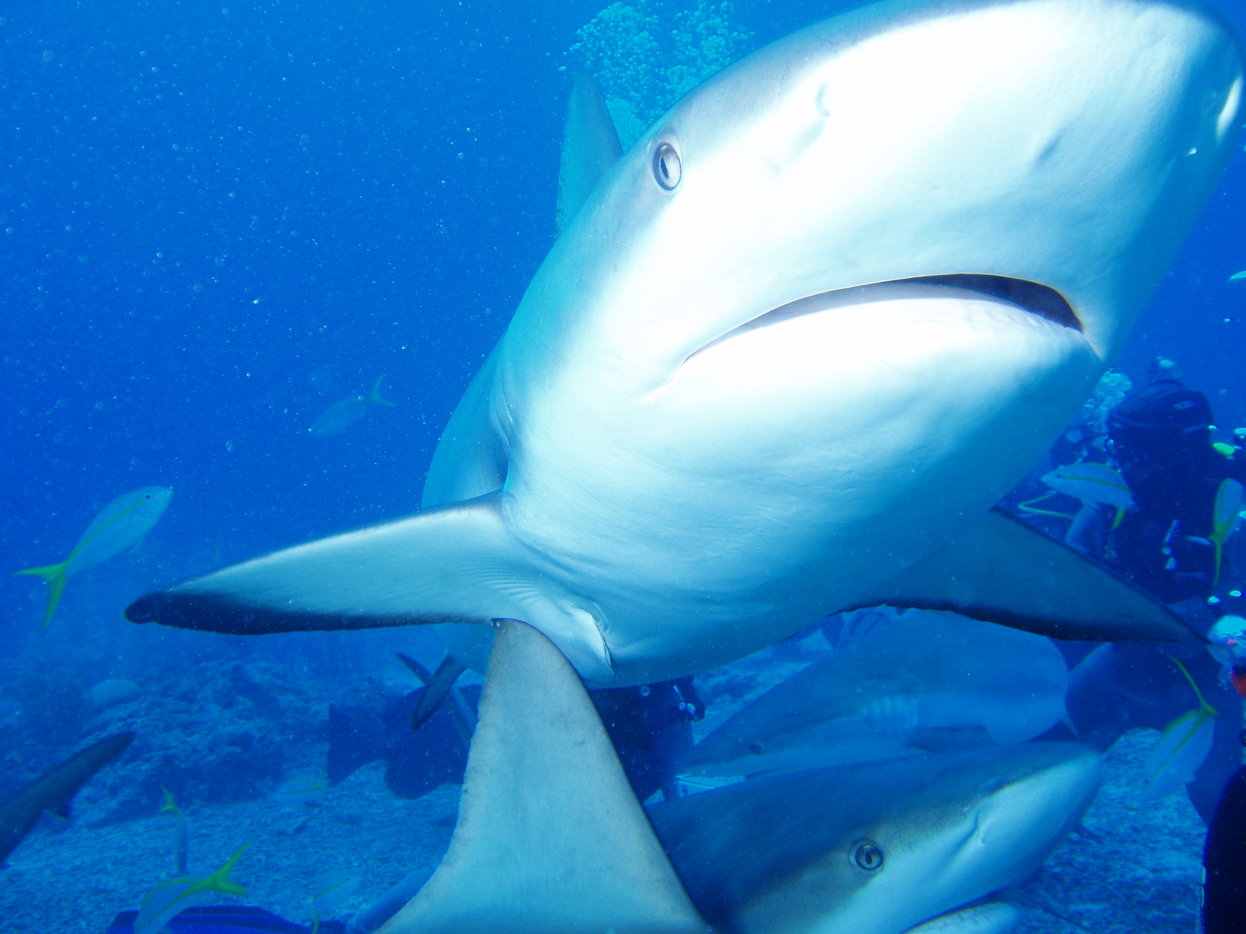 Carribbean Reef Sharks