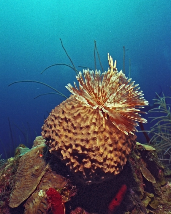 Carribean Giant Tube Worm