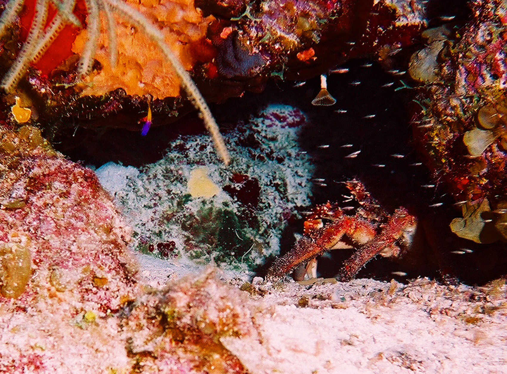 Carribean Lobster Hiding