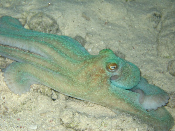 Carribean Octopus Bonaire
