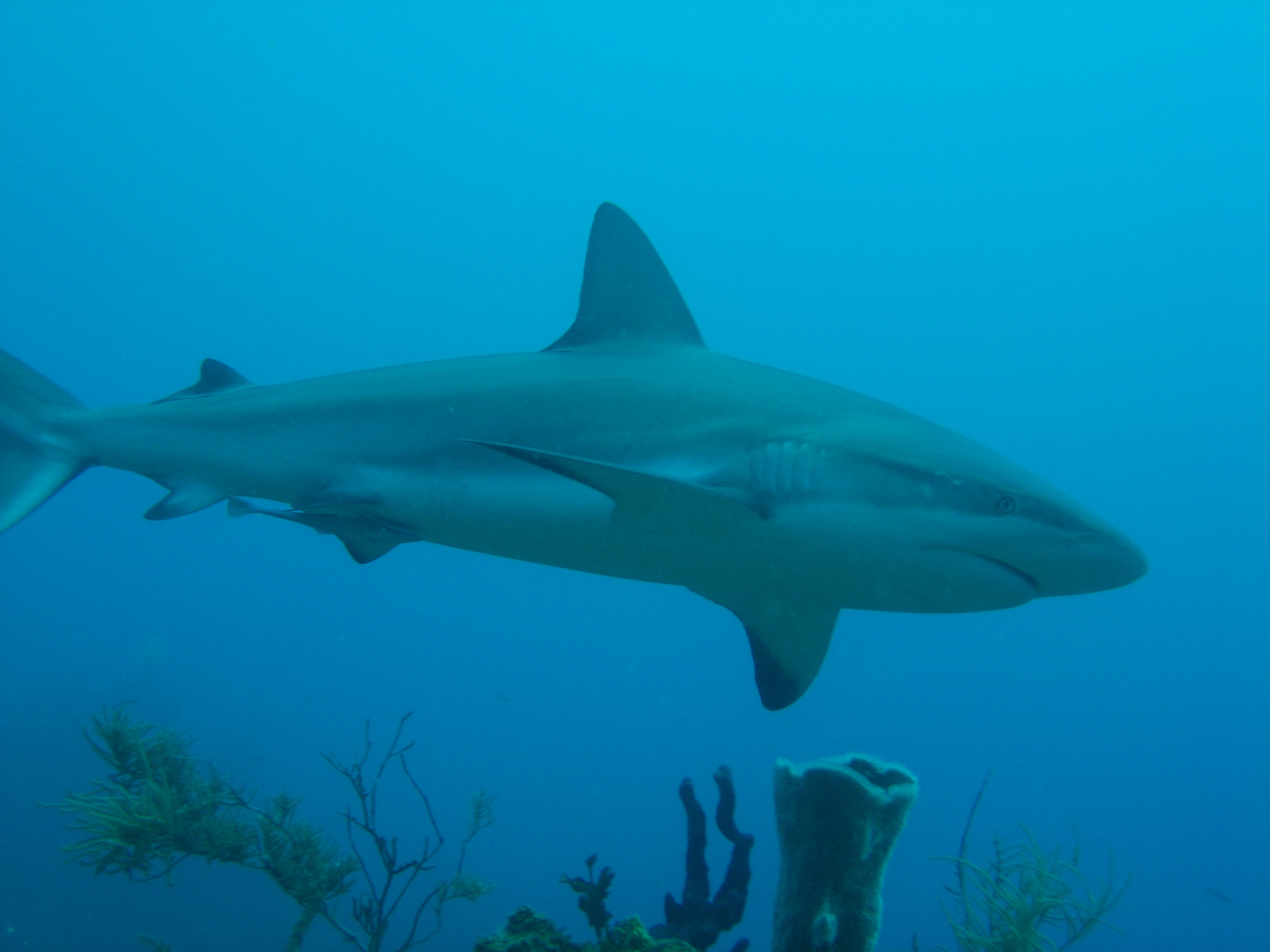 Carribean Reef Shark