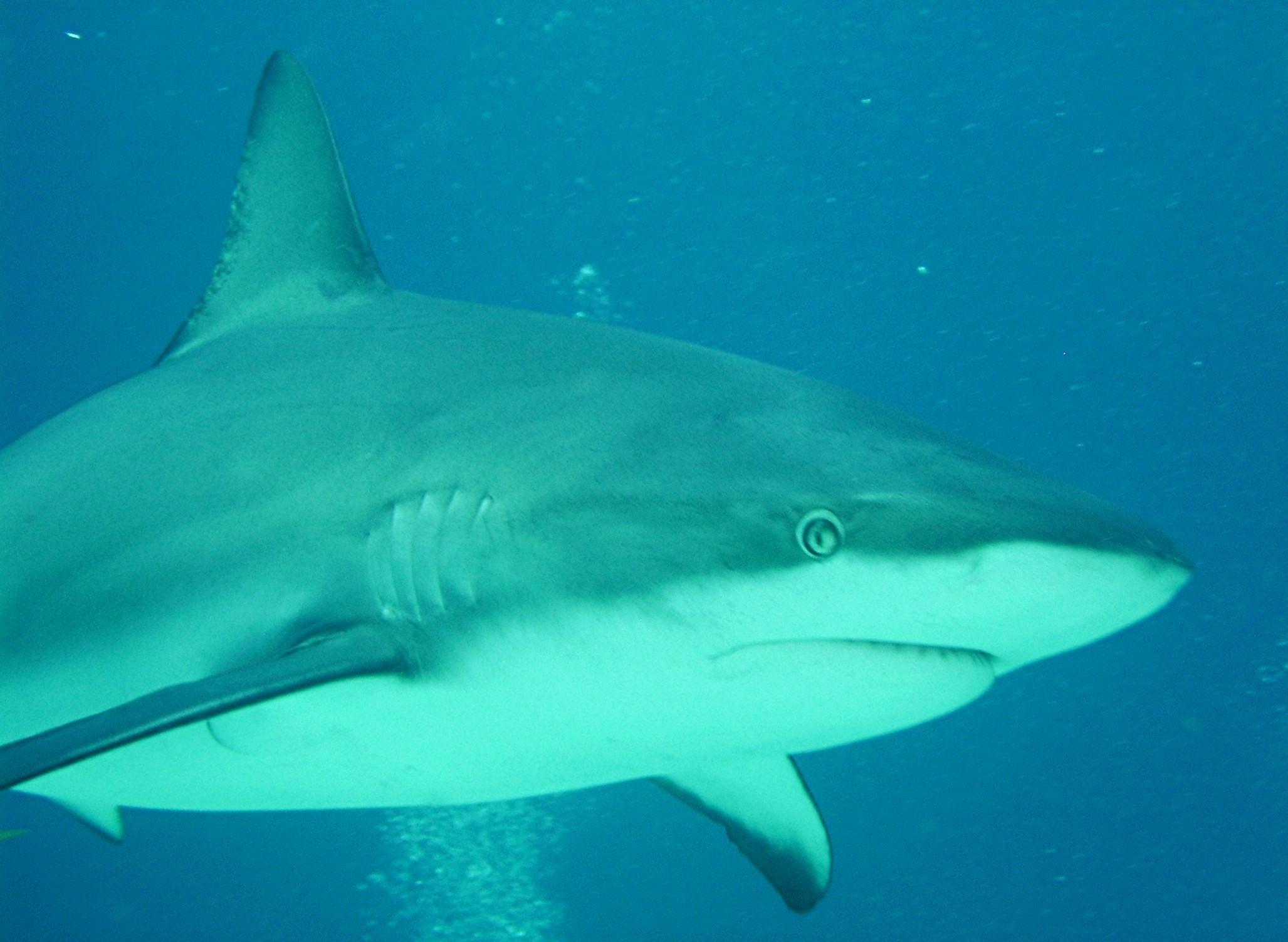 Carribean Reef Shark