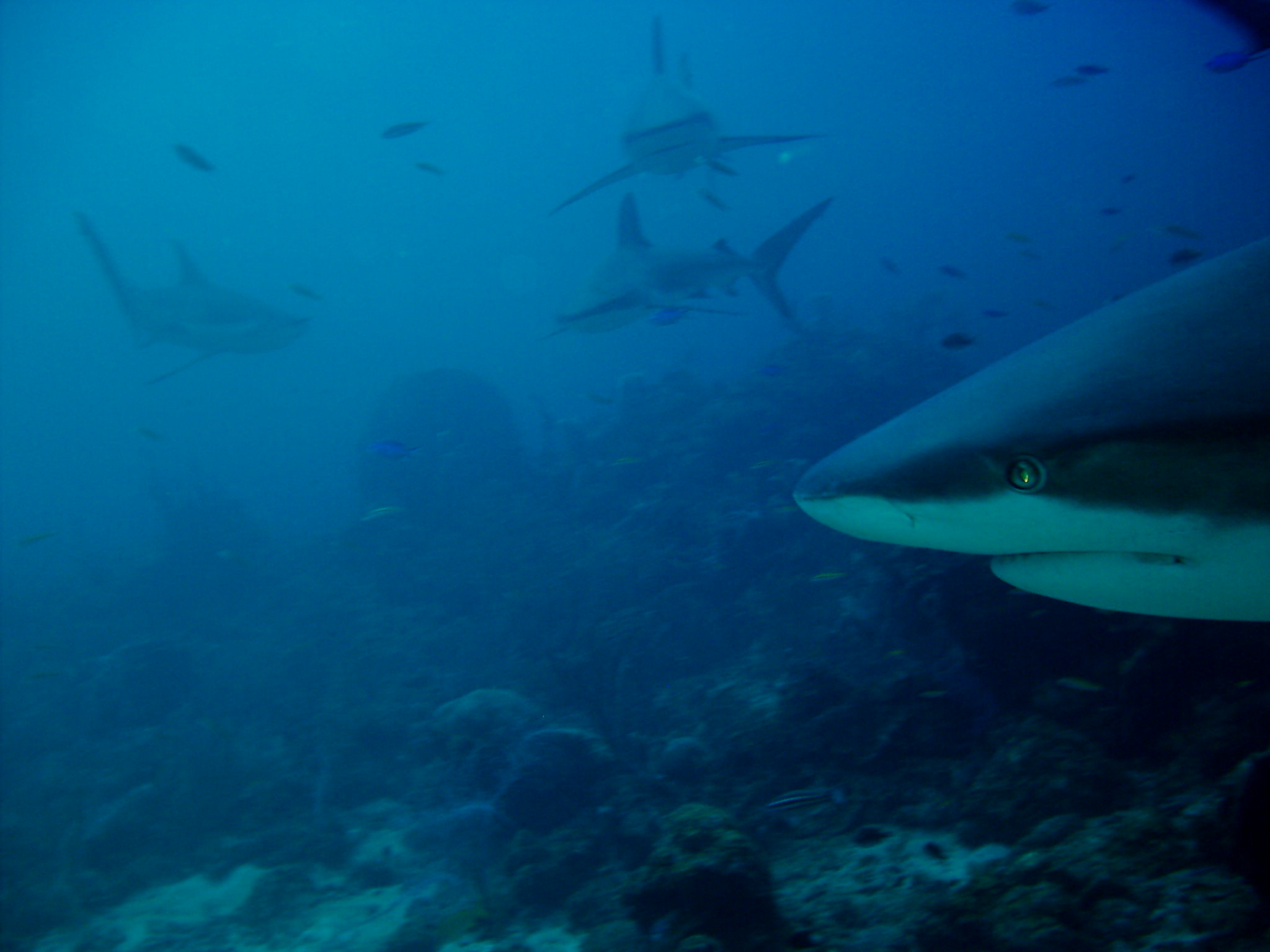 carribean reef sharks in roatan