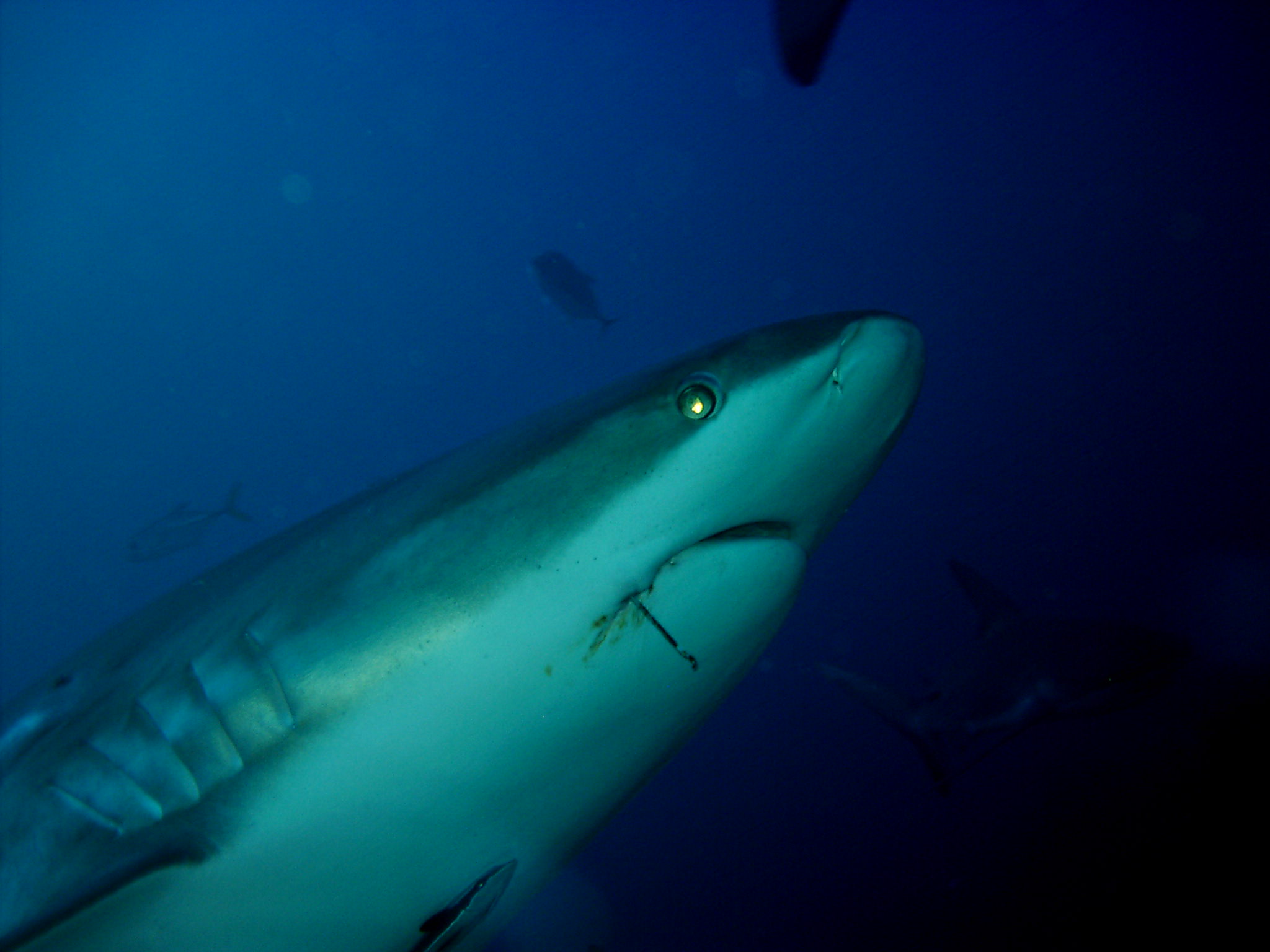 carribean reef sharks in roatan