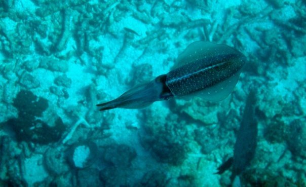 carribean reef squid