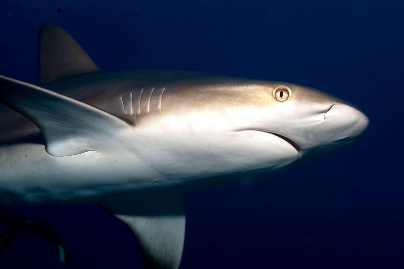 Carribean_Reef_Shark_4_-_Web_Size