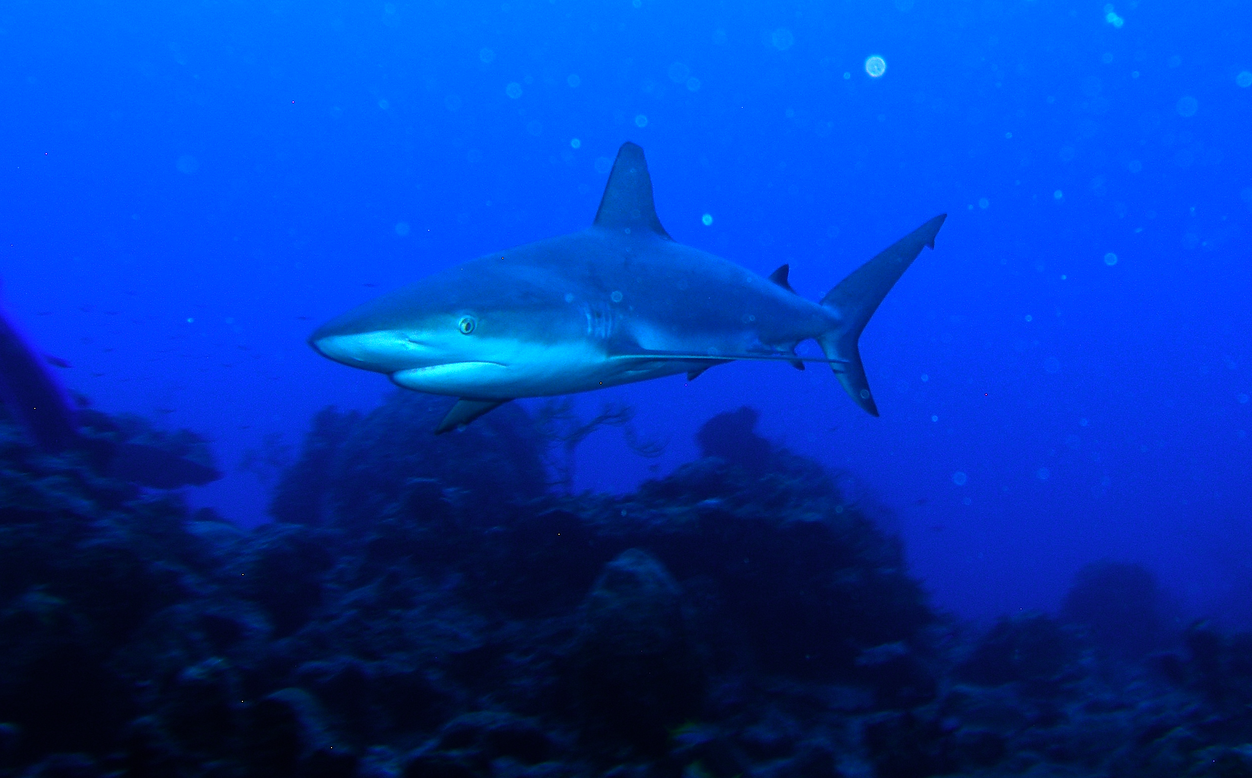 Carribean_Reef_shark_TnC