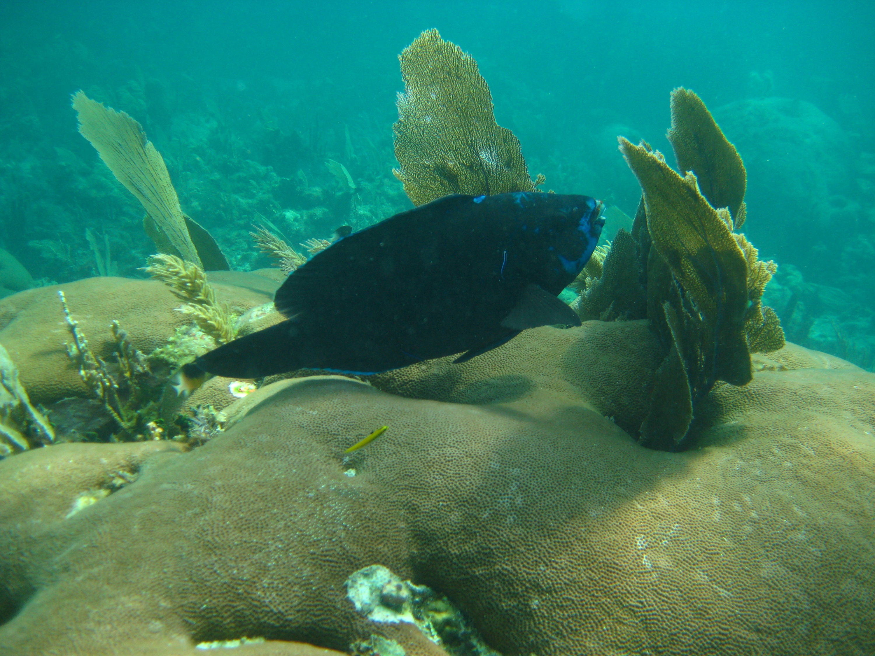 Carysfort Reef