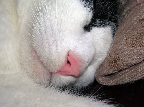 Cat Nose