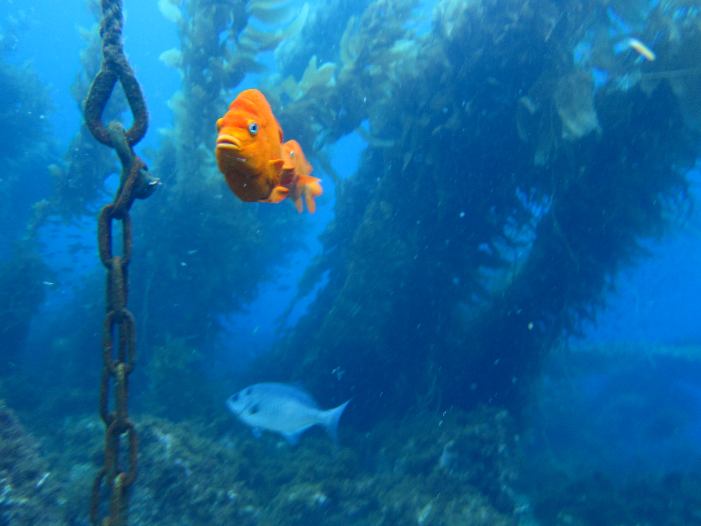 Catalina Dive Park 9-25-2012