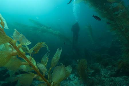 catalina kelp again