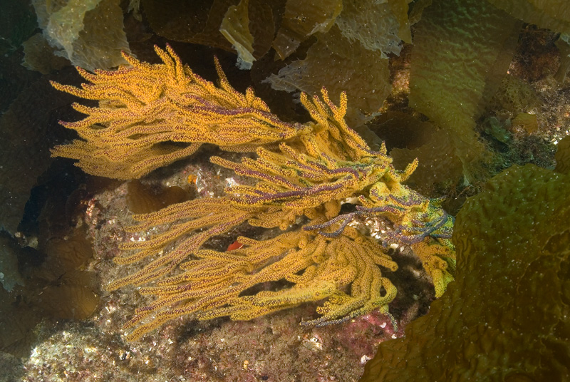 Catalina Sea Fan