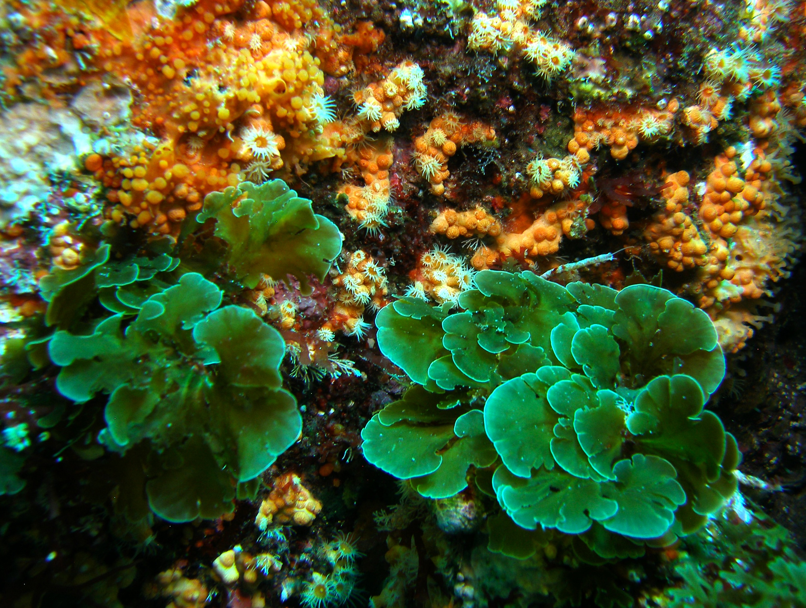 Catalina_algae