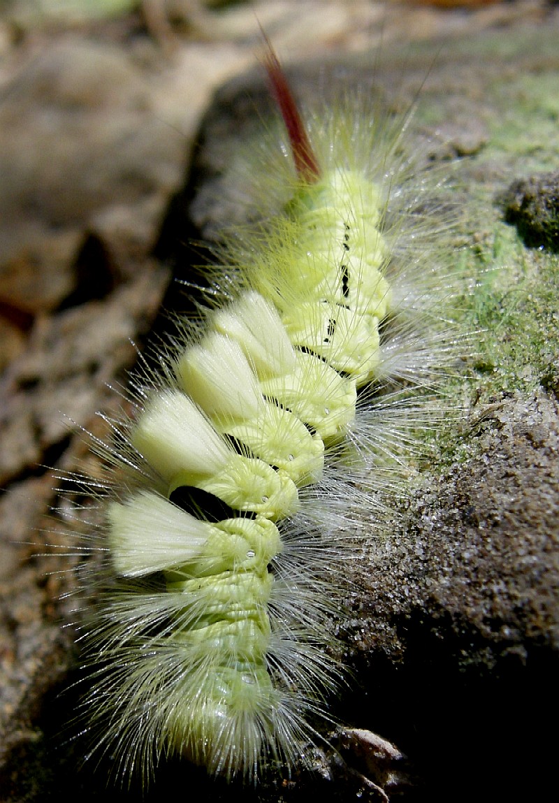 caterpillar