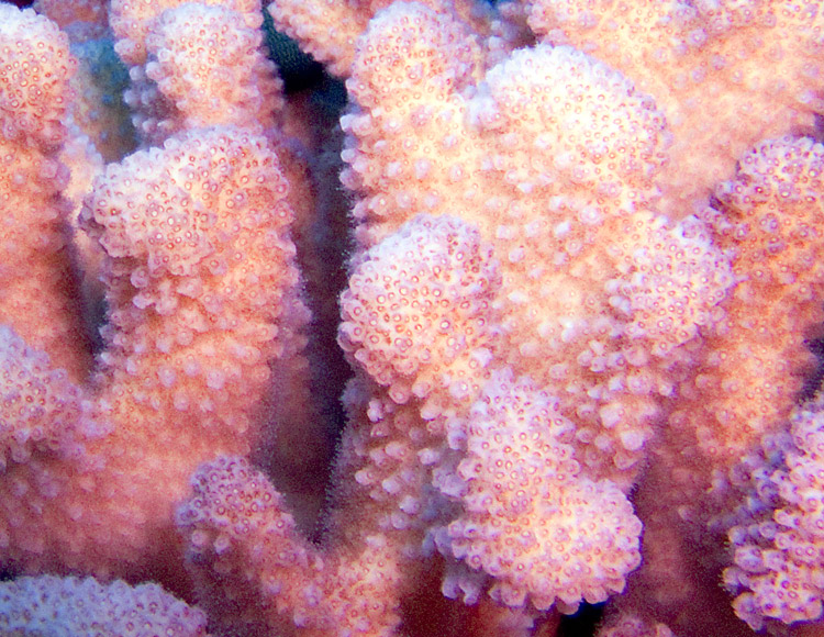 Cauliflower_Coral_Macro_PB030012