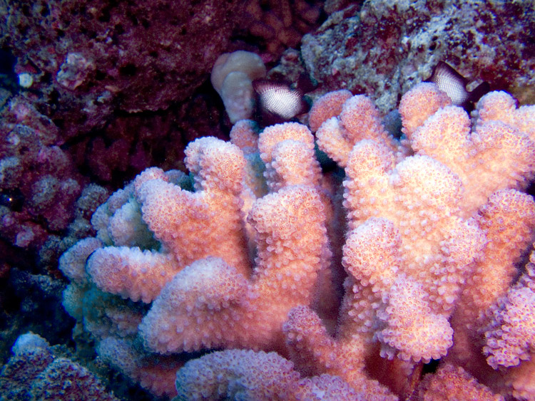 Cauliflower_Coral_PB0300121