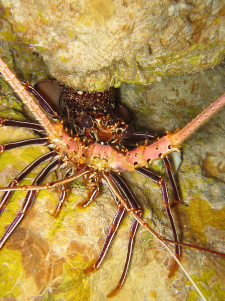 Cave Lobster